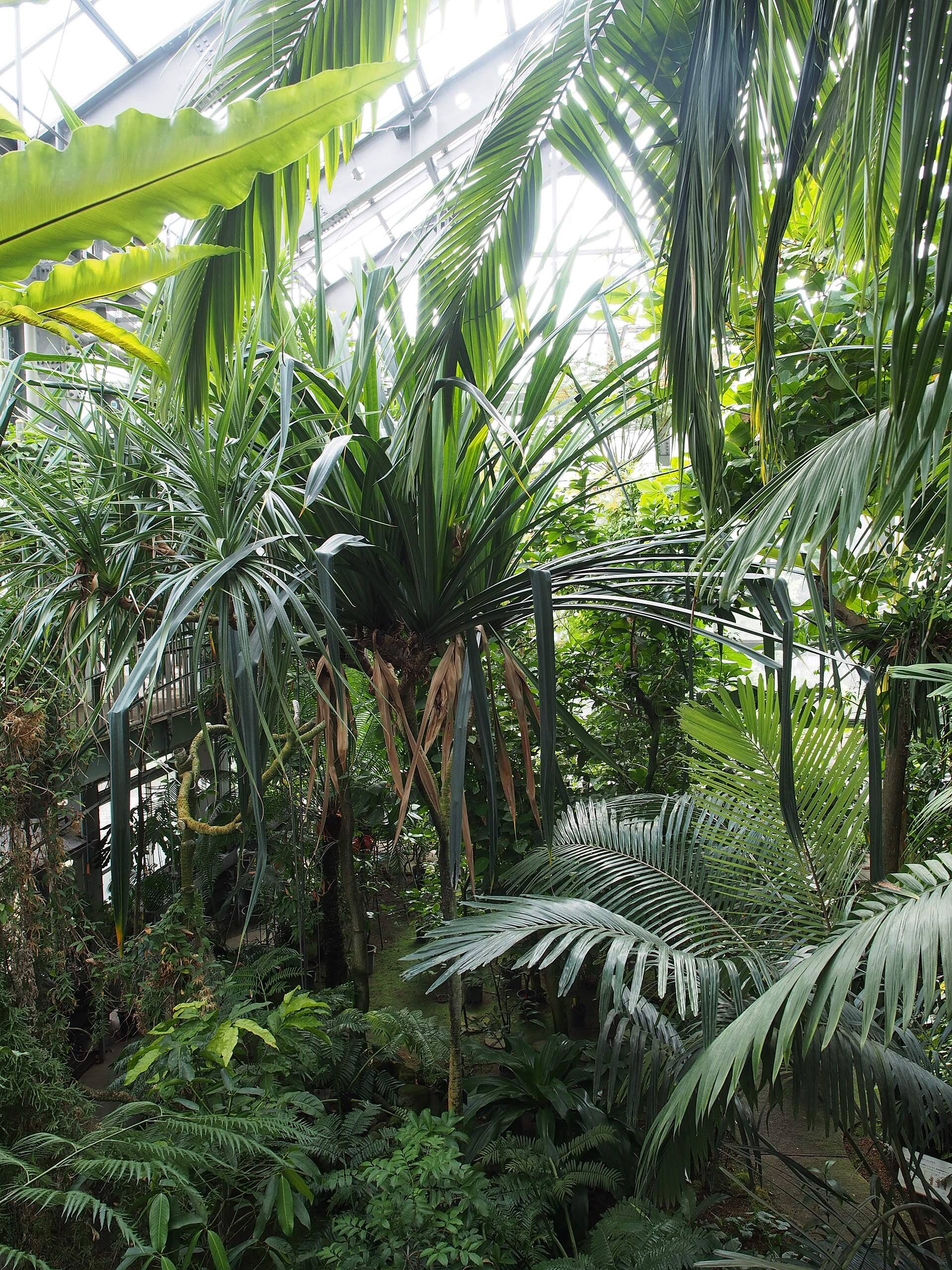 🌳 국립과학박물관 쓰쿠바실험식물원 이미지 12